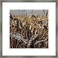 Corn Field Framed Print