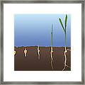 Corn Seed Germination, Illustration Framed Print