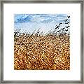 Cornfield And Geese Framed Print