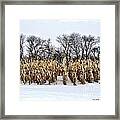Cornstalks In Snow Framed Print