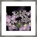 Cotten Tail Framed Print Cotten Tail Framed Print
