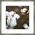 Cotton Creations Framed Print