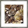 Cottontail Collage Framed Print