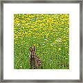 Cottontail Rabbit Framed Print