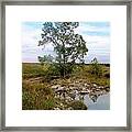 Cottonwood In The Tall Grass Framed Print