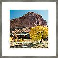 Cottonwoods In Fall The Castlecapitol Reef National Park Framed Print