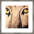 Cougar Eyes Framed Print