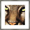 Cougar Eyes Framed Print