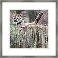 Cougar On A Stump Framed Print