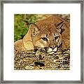 Cougar On Lichen Rock Framed Print