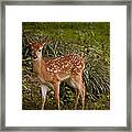 Could It Be Bambi Framed Print