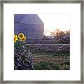 Old Barn And Sunflowers Framed Print