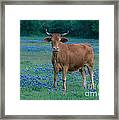 Cow Framed Print