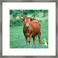 Cow And Cattle Egret Framed Print