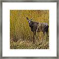 Cow Moose   #1642 Framed Print