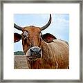 Cow Photo 1 Framed Print