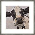 Cow Portrait I Framed Print