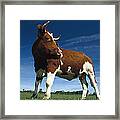 Cow Standing In Field Germany Framed Print