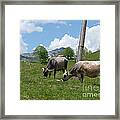 Cows - Durmitor National Park - Montenegro Framed Print