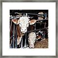 Cows I Framed Print