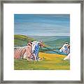Cows Lying Down Painting Framed Print