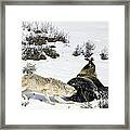 Coyote Biting A Grizzly Framed Print