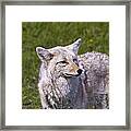 Coyote Framed Print