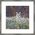 Coyote Relaxing Framed Print