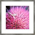 Crab Spider Framed Print