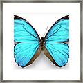 Cramer's Blue Butterfly Framed Print