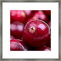 Cranberry Closeup Framed Print