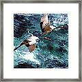 Cranes Over The Sea Of Japan Framed Print