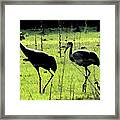 Cranes With Baby Close Behind Framed Print