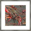 Crawfish Boil Galveston Style Framed Print