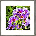 Crepe Myrtle Framed Print