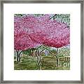 Crepe Myrtles Framed Print