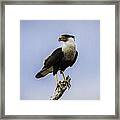 Crested Caracara Framed Print