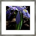 Crested Dwarf Iris Framed Print