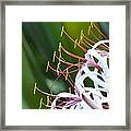 Crinum Lily Framed Print