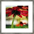 Crisp Summer Day Framed Print