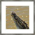 Crocodile Jumping Out Of The Water Framed Print