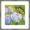 Crocus And Monarch Butterfly Framed Print