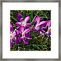 Crocus In The Grass Framed Print