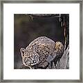 Crouching Bobcat Montana Wildlife Framed Print