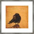 Crow 9 Framed Print