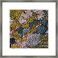 Crustose Lichens Framed Print