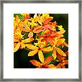 Crying Flowers Framed Print