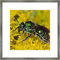 Cuckoo Wasp Chrisididae Framed Print