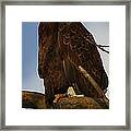 Curious Bald Eagle Framed Print