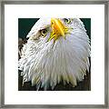 Curious Eagle Framed Print